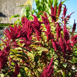 Opopeo Amaranth growing in the Baker Creek gardens.