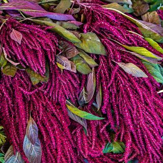Opopeo Amaranth with colorful foliage. 