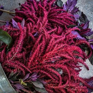 An overhead view of Opopeo Amaranth spilling out of a floral bucket.