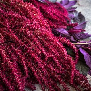 Close-up view of brightly colored Opopeo Amaranth and foliage.