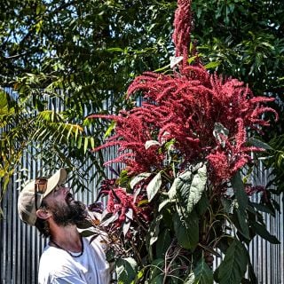 A Baker Creek horticultural expert looks up at a giant stalk of Opopeo Amaranth.