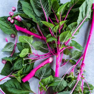 Pink Beauty Amaranth scattered in an abstract arrangement on light blue background.