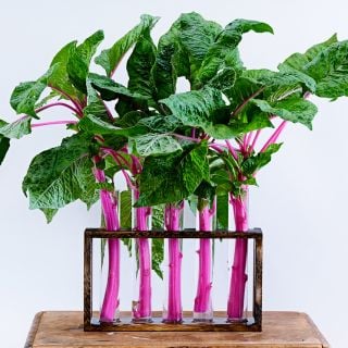 Five stems of Pink Beauty Amaranth in glass tubes in row on white background.