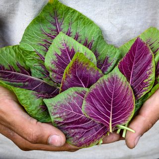 A gardener's hands holding Chinese Multicolor Spinach Amaranth leaves.