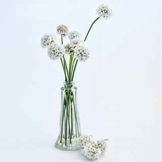 Morning Star White Armeria Maritima flowers arranged in a salt shaker full of water.