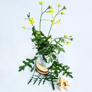 Wild Rocket Arugula in a vase with apple slices on a white background.
