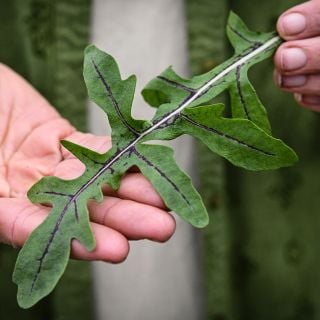 Hands holding a single Red Dragon Arugula leaf.