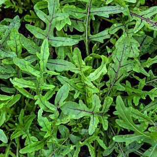 Red Dragon Arugula leaves growing in the greenhouse at Baker Creek.