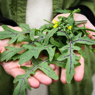 A gardener holding freshy picked Red Dragon Arugula with blooms.