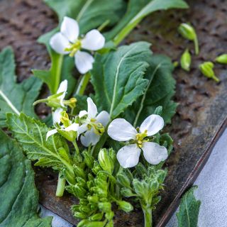 Wasabi Arugula leaves and blossoms
