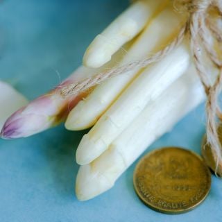 A close-up detailed view of field blanched Precoce D'Argenteuil Asparagus with a French coin on blue.