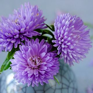 Close-up of a trio of lovely Gala Lavender Aster flowers on pale blue background.