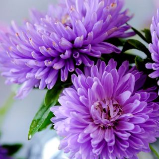 A close-up view of Gala Lavender Aster blooms.