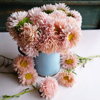 An arrangement of Janina Salmon Asters in a light blue container on a pale pink background.