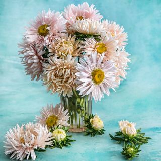 A glass full of Janina Salmon Asters surrounded by blooms on light blue background.