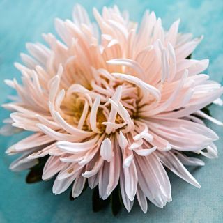 A single Janina Salmon Aster bloom on a light blue background.