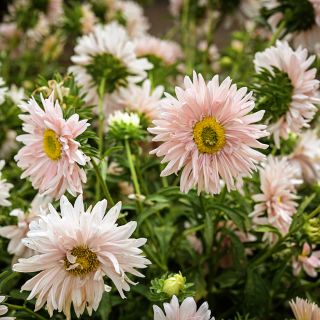 Janina Salmon Aster flowers blooming in the trial gardens at Baker Creek.