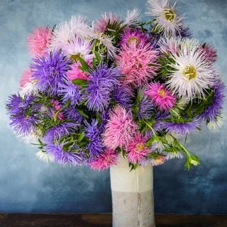 Arrangement of Star Pastel Mix Aster flowers in a vase on ablue background.