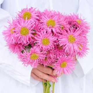 Hands holding a bouquet of Valkyrie Rose Asters against a white cloak.