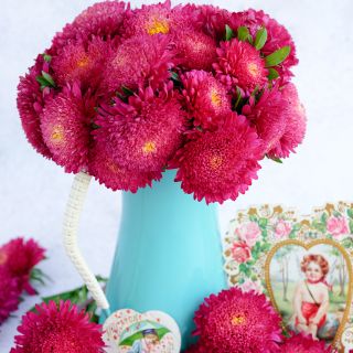 Benary's Princess Bright Red Asters arranged in pale blue pitcher surrounded by blooms and vintage Valentine cards.