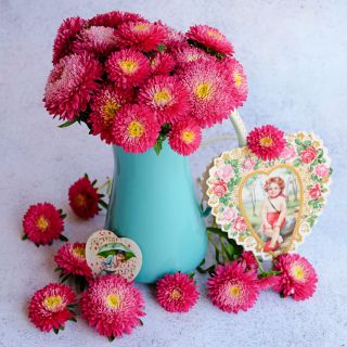 A blue vase full of Benary's Princess Bright Red Asters against a light background.