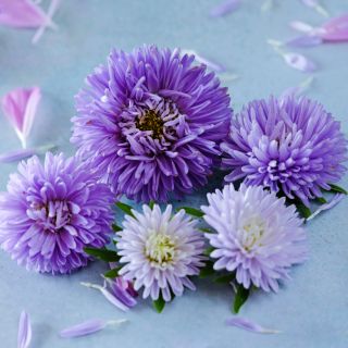 Close-up view of five Gala Lavender Aster flowers with petals on light blue background.
