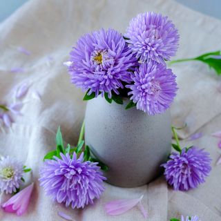 Gala Lavender Asters in a little vase surrounded by blooms and petals.