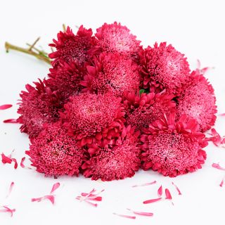 Close-up view of  Benary's Princess Bright Red Aster flowers surrounded by petals on white background.