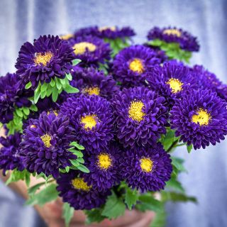 Hands holding a bouquet of Matsumoto Blue Asters.
