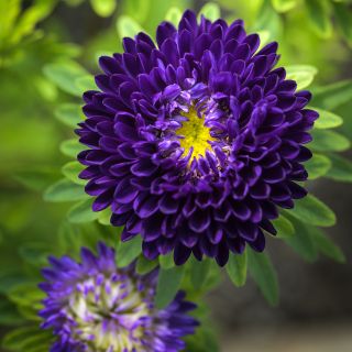 Close-up of a Matsumoto Blue Aster blooming in garden showcasing vibrant yellow center.