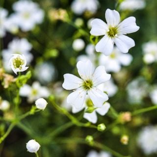A close-up of Covent Garden Baby's Breath tiny flowers growing in the gardens at Baker Creek.
