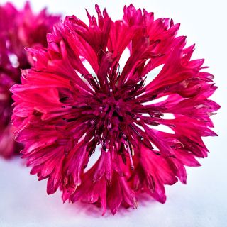 Close-up macro of a single Red Boy Bachelor's Button flower.