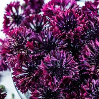 A close-up view of Black Boy Bachelor's Button flowers on a white background.