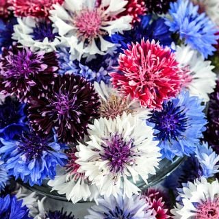 A close-up macro view of Classic Artistic Mix Bachelor's Button flowers.