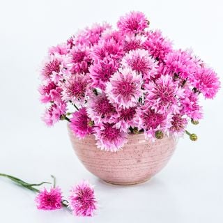 Pinkie Bachelor's Button flowers in pink bowl with a couple of flowers on the side on white.