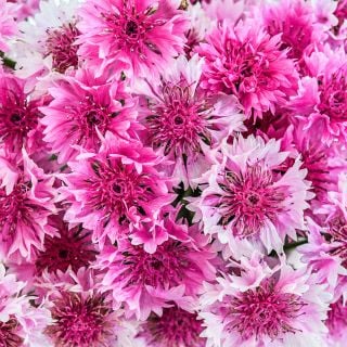 A close-up shot of bunch of Pinkie Bachelor's Button flowers.