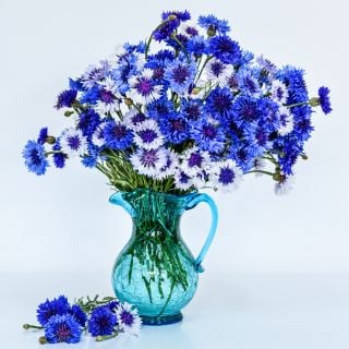 Classic Fantastic Bachelor's Button flowers in blue vase against a white background.