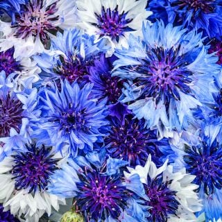 Close-up macro view of Classic Fantastic Bachelor's Button blooms.