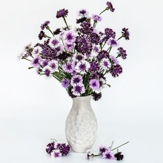 Classic Magic Mix Bachelor's Button flowers in white vase against a white background.