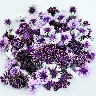 Classic Magic Mix Bachelor's Button blooms in an arrangement on white background.