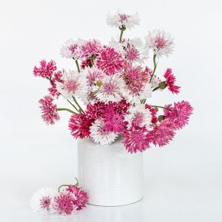 A white vase full of Classic Romantic Bachelor's Buttons on a white background.