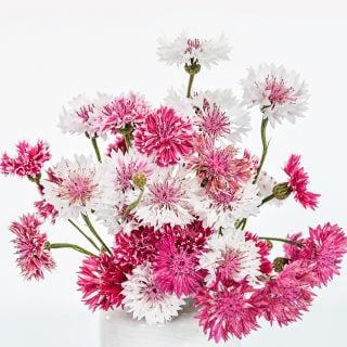 Close-up view of Classic Romantic Bachelor's Buttons in vase on a white background.