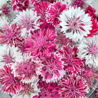 Close-up macro view of Classic Romantic Bachelor's Button flowers.