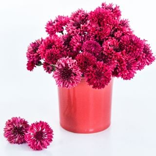 Red Boy Bachelor's Buttons in a ceramic container on a white background.