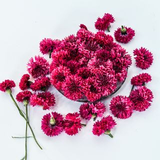 Arrangement of Red Boy Bachelor's Button flowers on a bright white background.