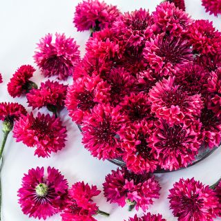 A close-up view of Red Boy Bachelor's Button blooms arranged on a white background.