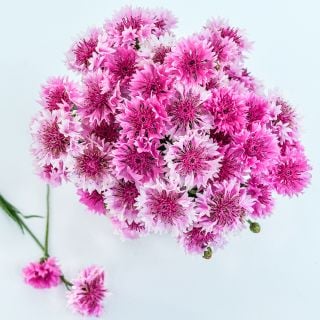 Overhead view of Pinkie Bachelor's Button flowers on white background.