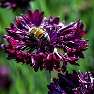 A honey bee gathers pollen from a Black Boy Bachelor's Button bloom in the trial gardens at Baker Creek.
