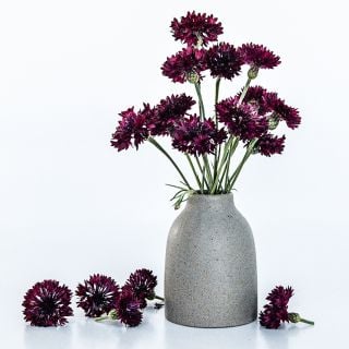 Black Boy Bachelor's Button flowers in a vase on a high key background.