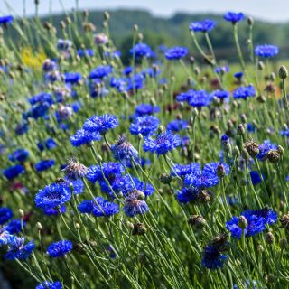 Blue Boy Bachelor's Button flowers growing in the Baker Creek trial gardens in Mansfield, Missouri.